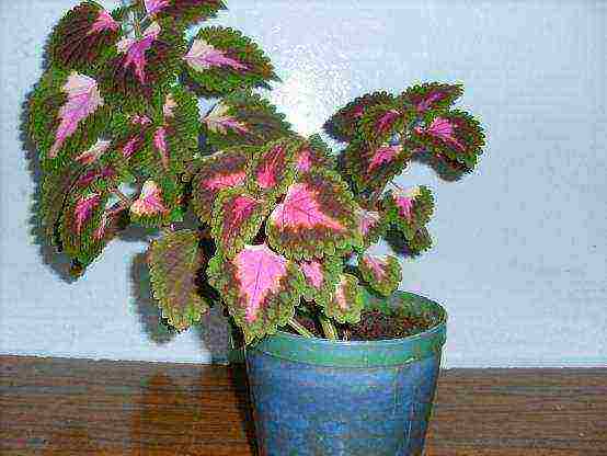 compare a coleus plant grown in bright light