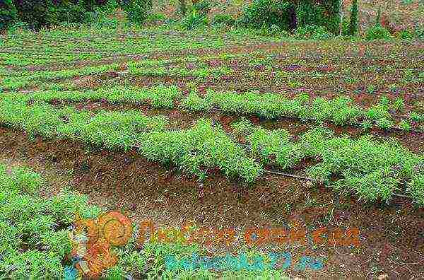 kung paano palaguin ang stevia sa bahay