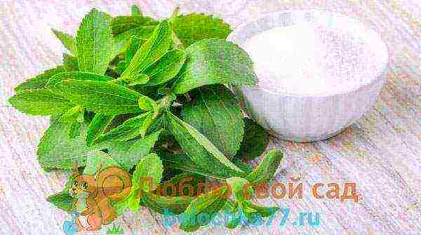 how to grow stevia at home