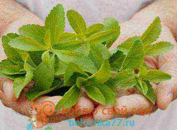 how to grow stevia at home