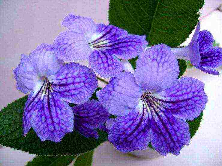 pinakamahusay na mga pagkakaiba-iba ng streptocarpus