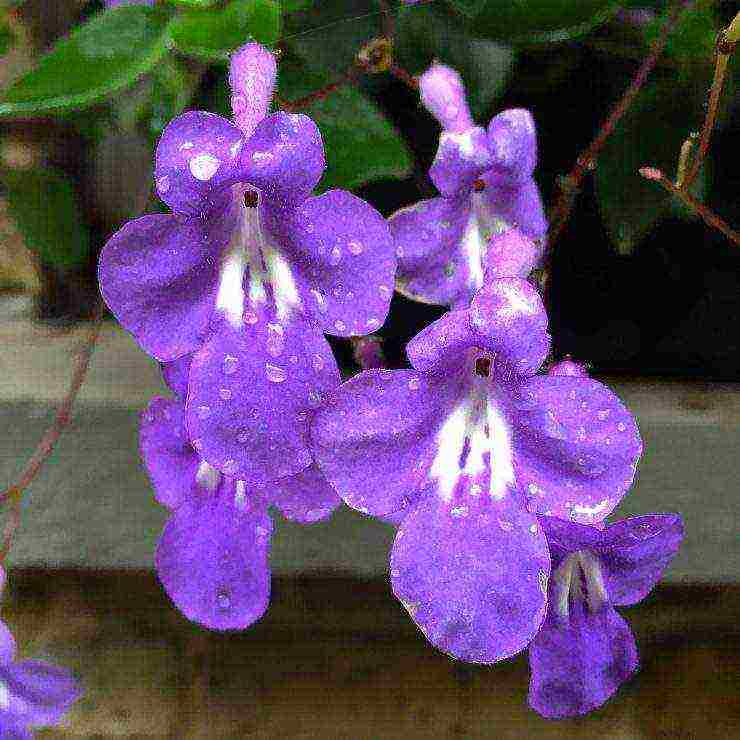 pinakamahusay na mga pagkakaiba-iba ng streptocarpus