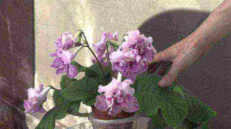 pinakamahusay na mga pagkakaiba-iba ng streptocarpus