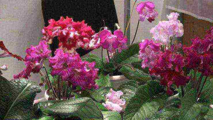 streptocarpus best varieties