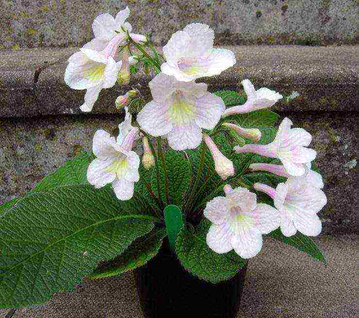 pinakamahusay na mga pagkakaiba-iba ng streptocarpus