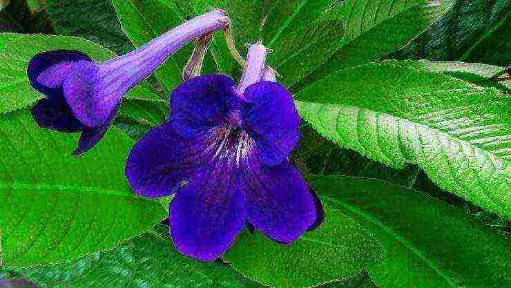 streptocarpus best varieties