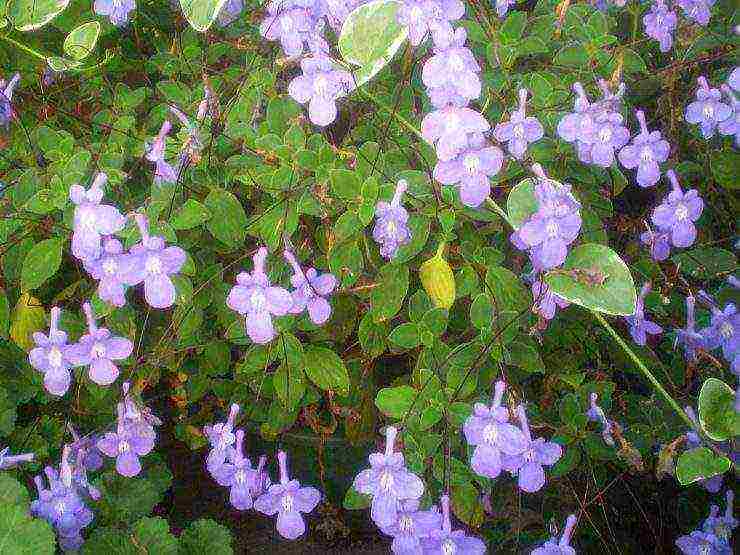 pinakamahusay na mga pagkakaiba-iba ng streptocarpus