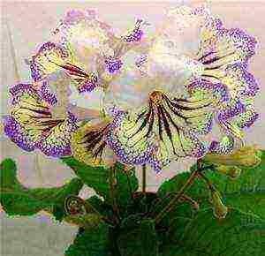 streptocarpus best varieties