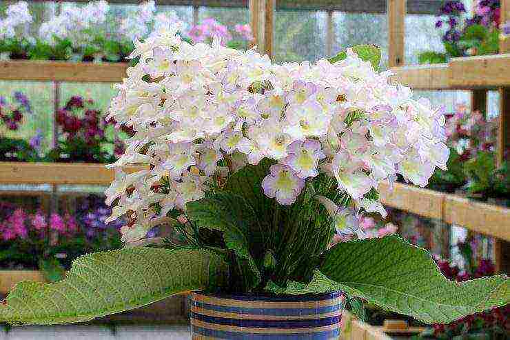 streptocarpus best varieties