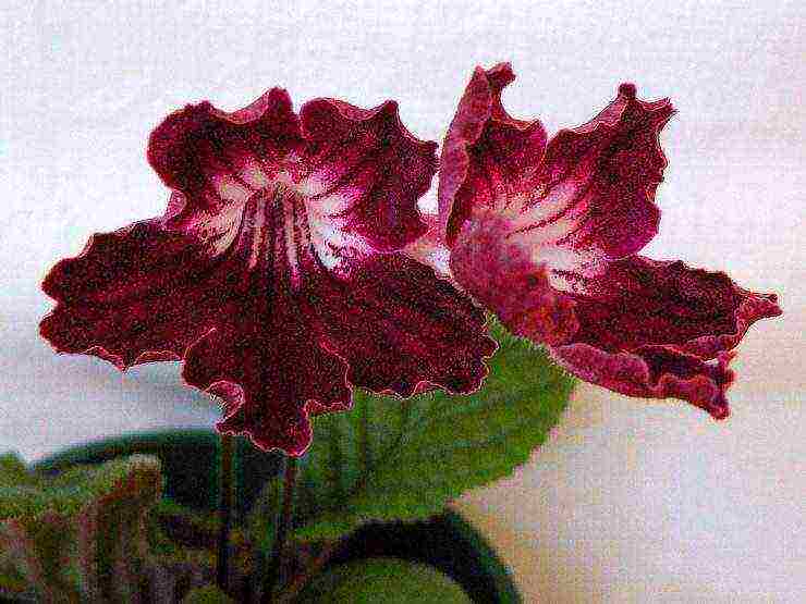 pinakamahusay na mga pagkakaiba-iba ng streptocarpus