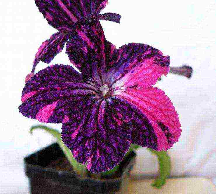 pinakamahusay na mga pagkakaiba-iba ng streptocarpus