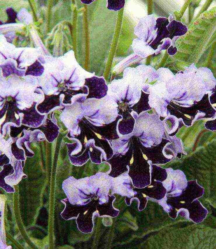 pinakamahusay na mga pagkakaiba-iba ng streptocarpus