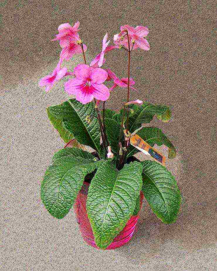 pinakamahusay na mga pagkakaiba-iba ng streptocarpus