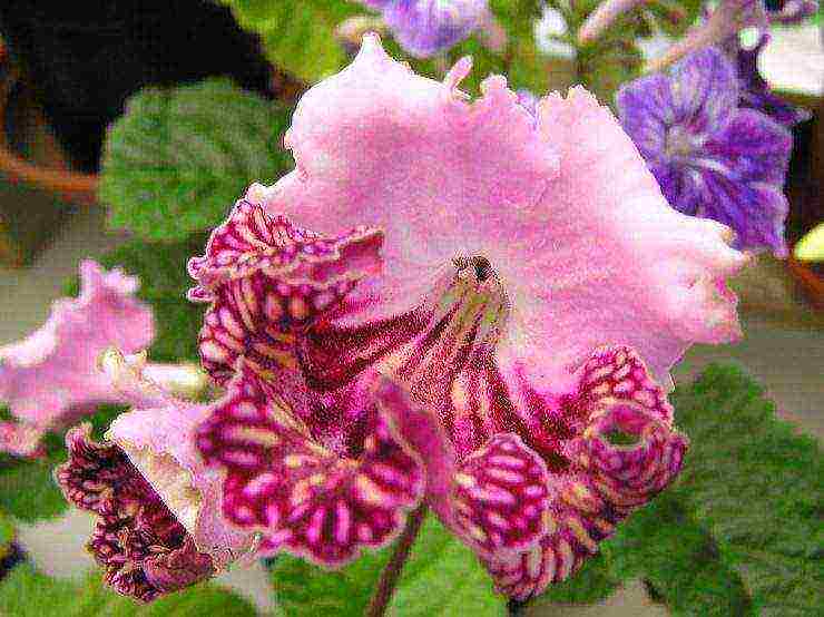 pinakamahusay na mga pagkakaiba-iba ng streptocarpus