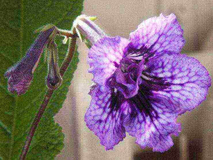 streptocarpus best varieties