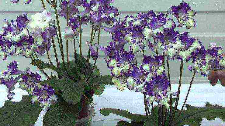 streptocarpus best varieties