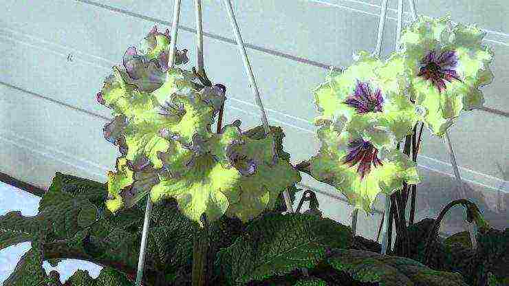 streptocarpus best varieties