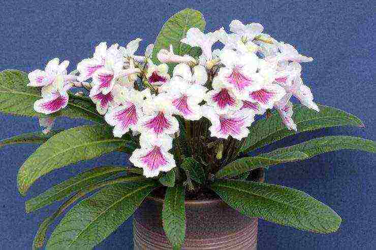 pinakamahusay na mga pagkakaiba-iba ng streptocarpus