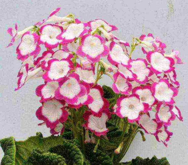 pinakamahusay na mga pagkakaiba-iba ng streptocarpus