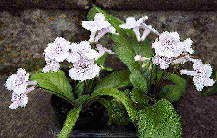 pinakamahusay na mga pagkakaiba-iba ng streptocarpus