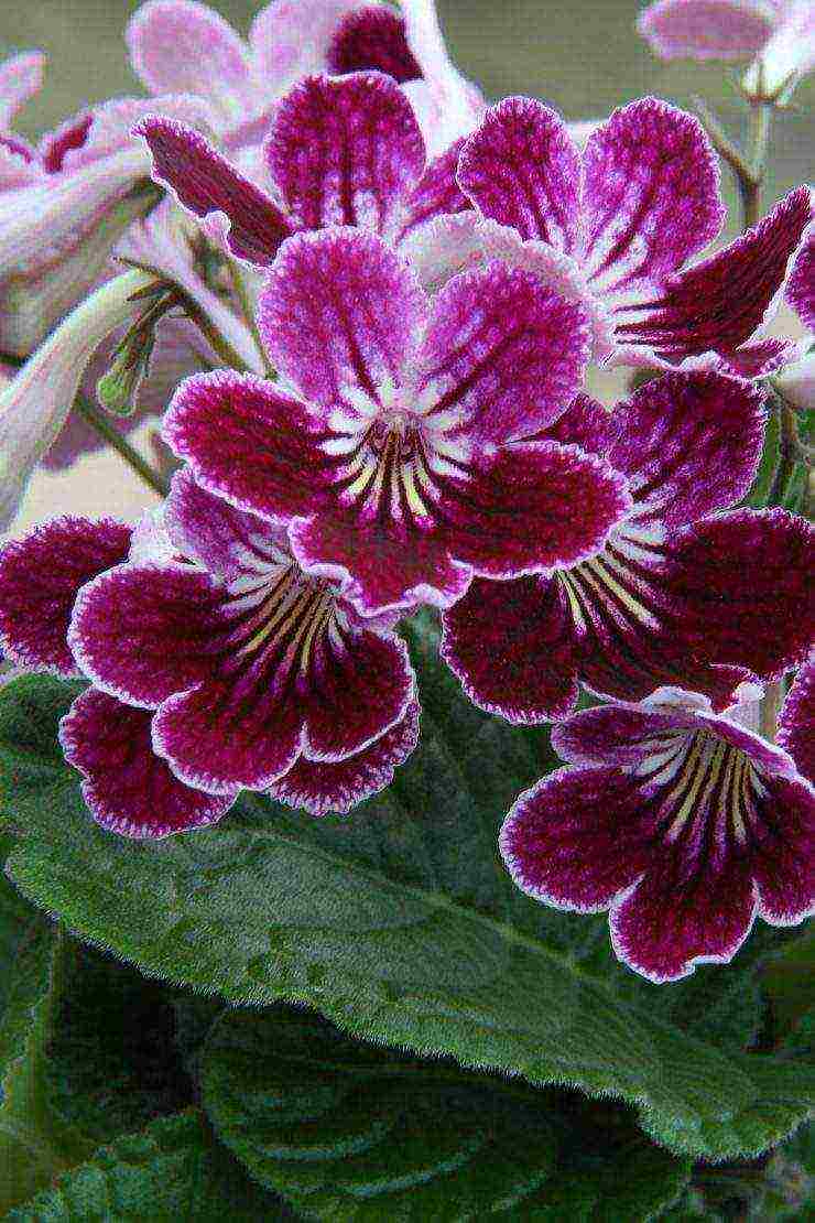 pinakamahusay na mga pagkakaiba-iba ng streptocarpus