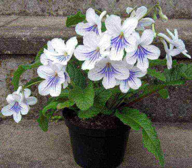 pinakamahusay na mga pagkakaiba-iba ng streptocarpus