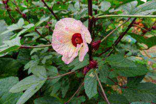 Sudanese rose how to grow at home