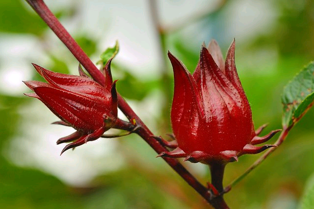 Sudanese rose how to grow at home