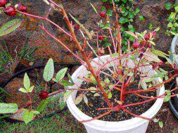 Sudanese rose how to grow at home