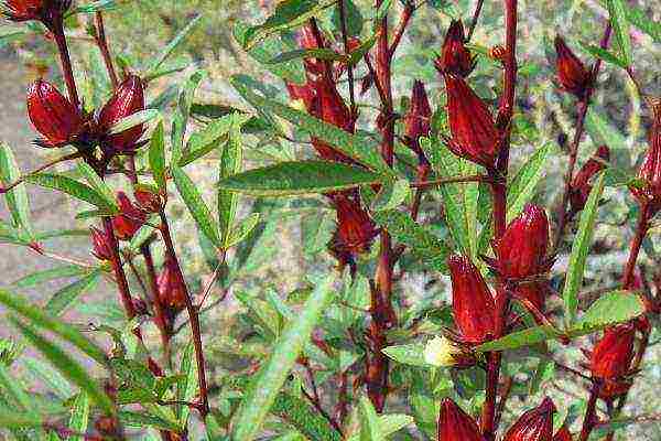 Sudanese rose how to grow at home