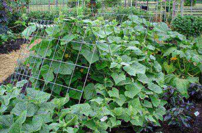 superbundled cucumbers perfect how to grow