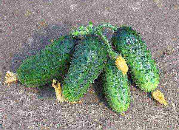 superbundled cucumbers perfect how to grow