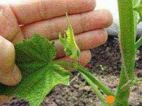 superbundled cucumbers perfect how to grow