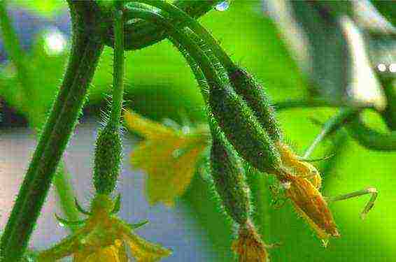 superbundled cucumbers perfect how to grow