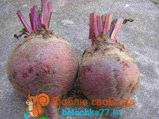 beetroot planting and care in the open field diseases and pests