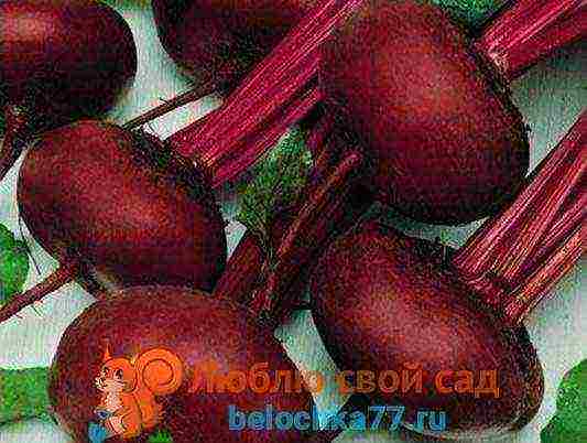 beetroot planting and care in the open field diseases and pests