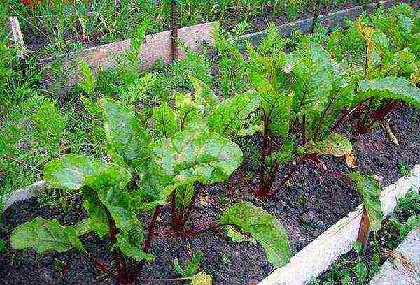 beetroot planting and care in the open field diseases and pests