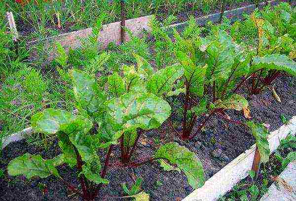 pagtatanim ng beetroot at pangangalaga sa bukas na mga sakit sa bukid at mga peste