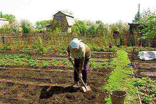 pagtatanim ng beetroot at pangangalaga sa bukas na mga sakit sa bukid at mga peste