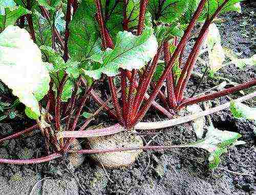 beetroot planting and care in the open field diseases and pests