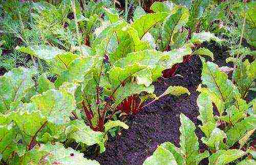 beetroot planting and care in the open field diseases and pests