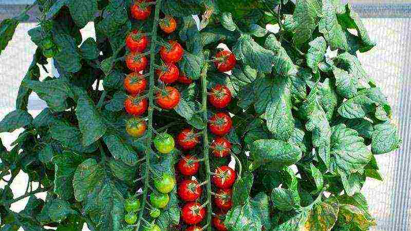 tomato seeds best varieties