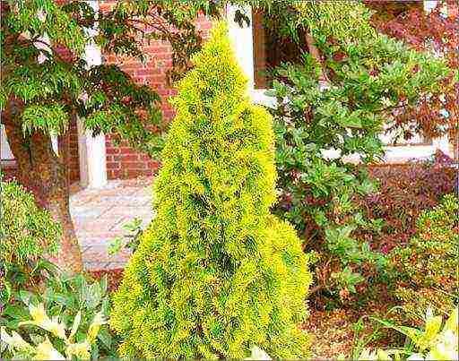 thuja best varieties