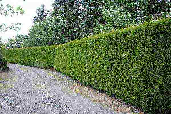 thuja best varieties