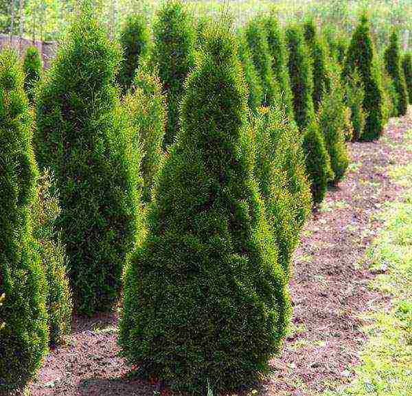 thuja best varieties