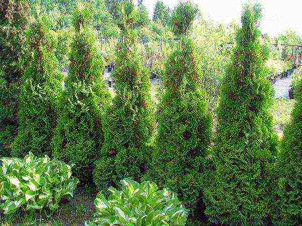 thuja best varieties