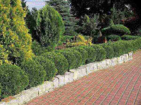 thuja best varieties