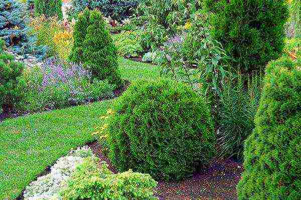 thuja best varieties