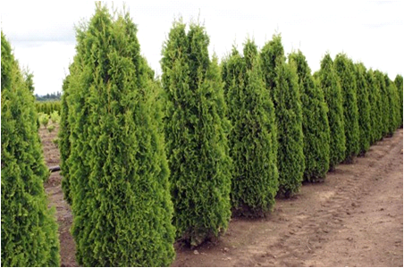 أفضل أصناف thuja