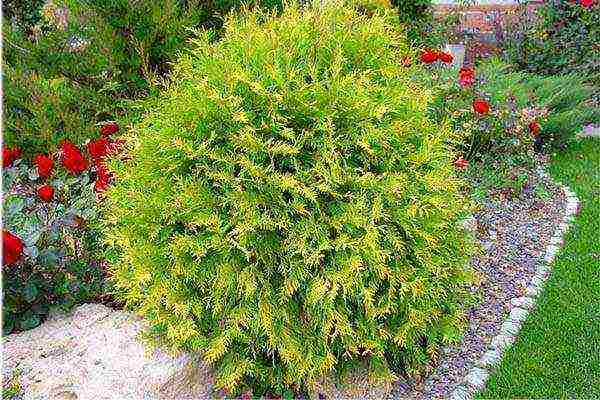 thuja best varieties